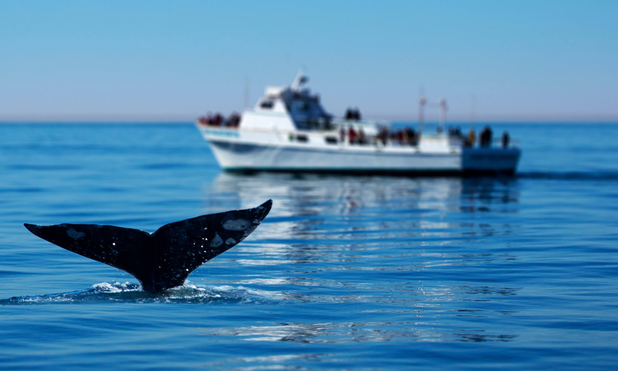 San Diego Events February 2025 Things To Do San Diego February 2025